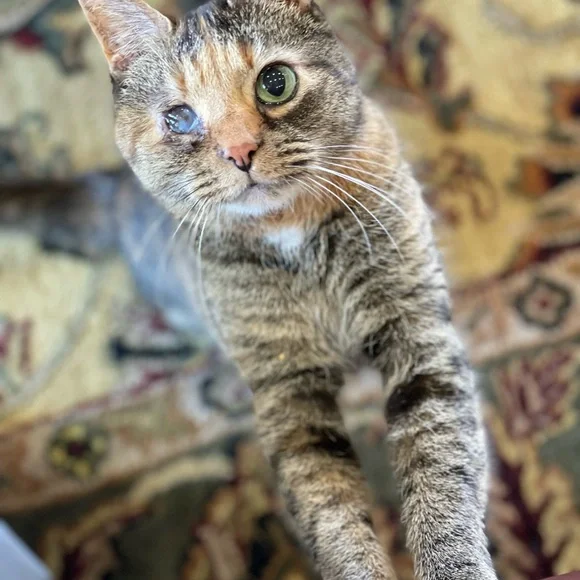 🖤LIVE SHOW LISTING🖤 Like To Be Notified!!! - Picture 7 of 17